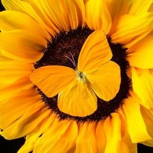 Meet your Posher, Rhonda